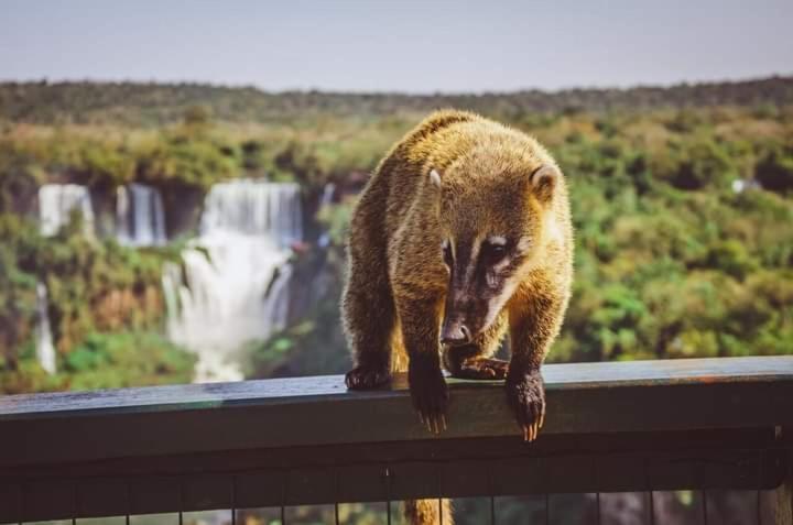 Hostel Loli Puerto Iguazu Luaran gambar